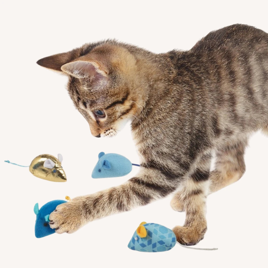 Playing mouse with catnip