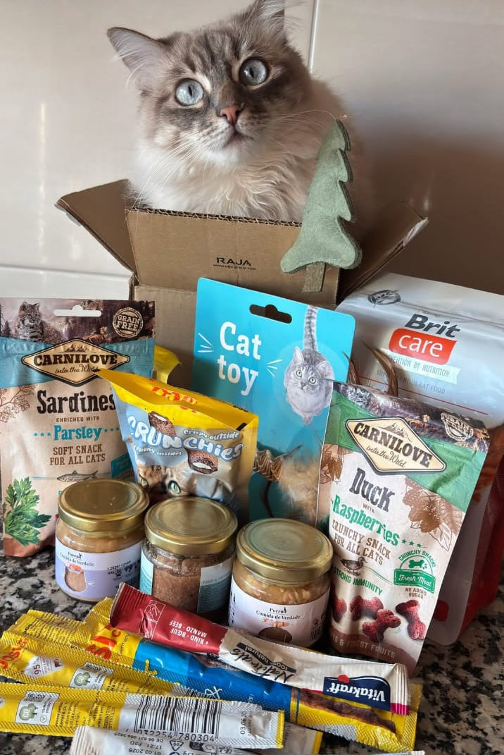 surprise box de natal gato 